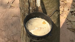 【集團新聞】保障供應(yīng)，住友橡膠成立新加坡子公司