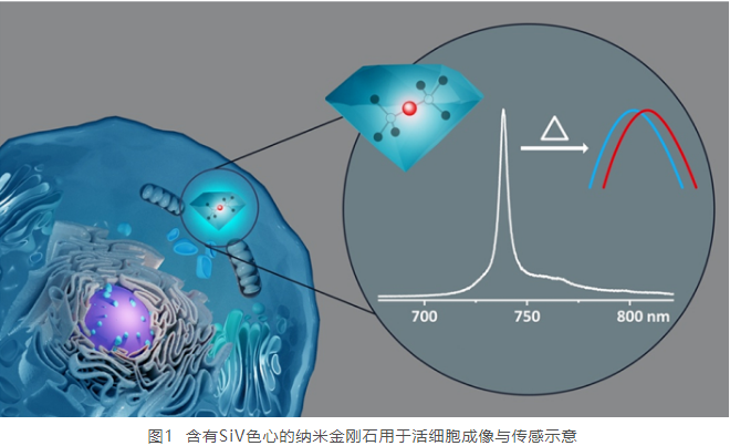 北京量子信息科學(xué)研究院在納米金剛石生物量子傳感研究中取得新進展